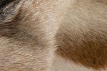 2' X 3' White And Tan Genuine Calfskin Area Rug